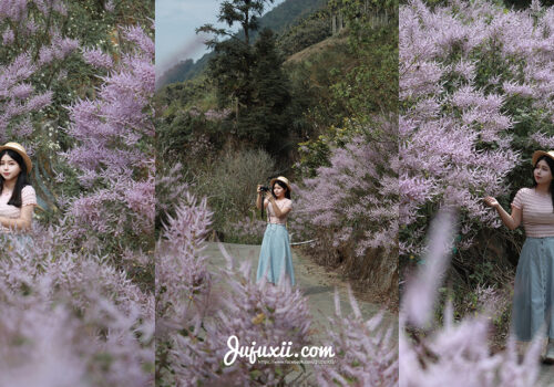 古坑麝香木祕徑｜草嶺公路麝香木｜絕美粉紫色麝香木花海祕徑 @Jujuxii&#039;s Blog